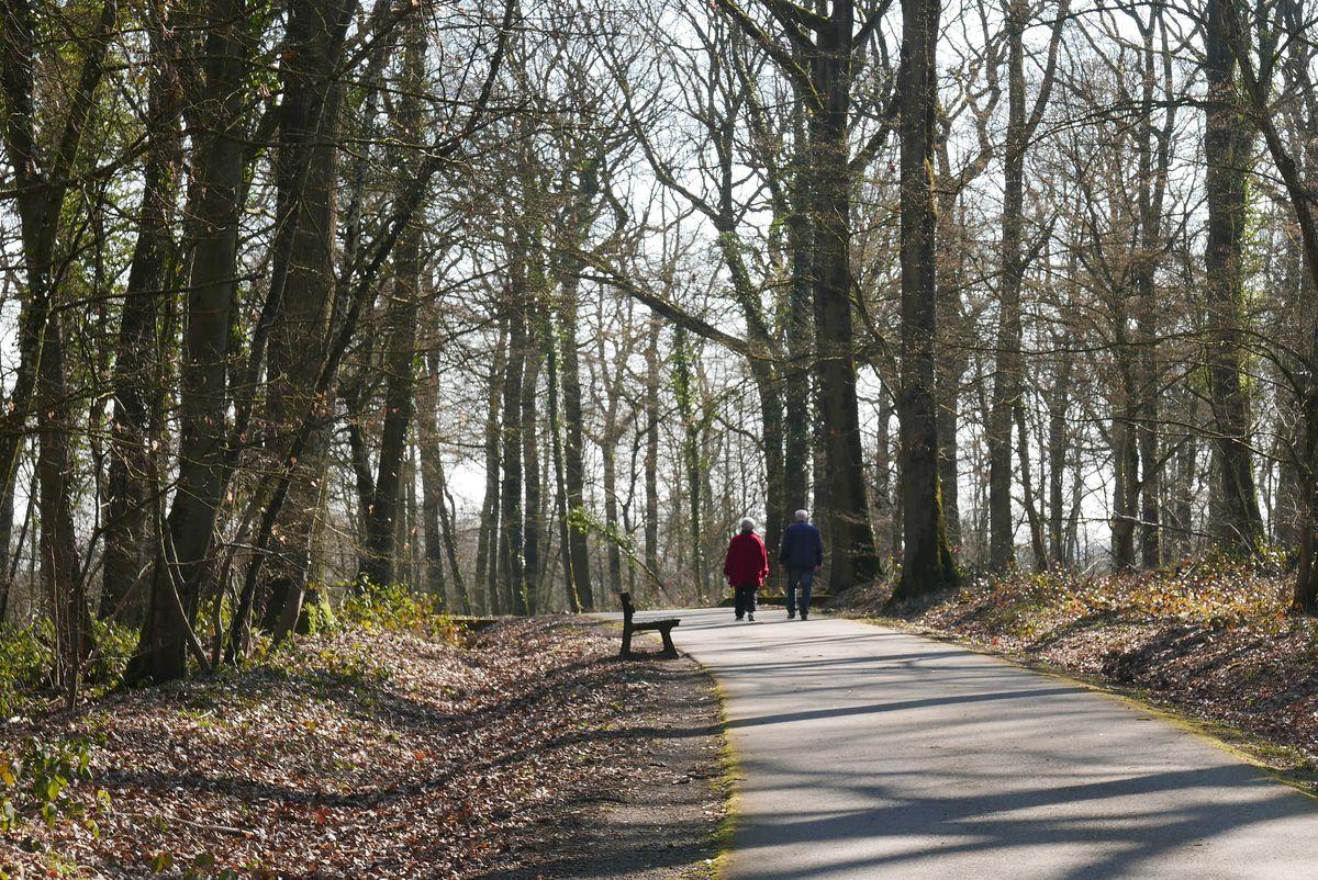Foret terville